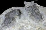 Pair of Spiny Comura Trilobites - Top Quality Preparation #60014-2